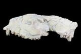 Oreodont (Merycoidodon) Partial Skull - Wyoming #95062-3